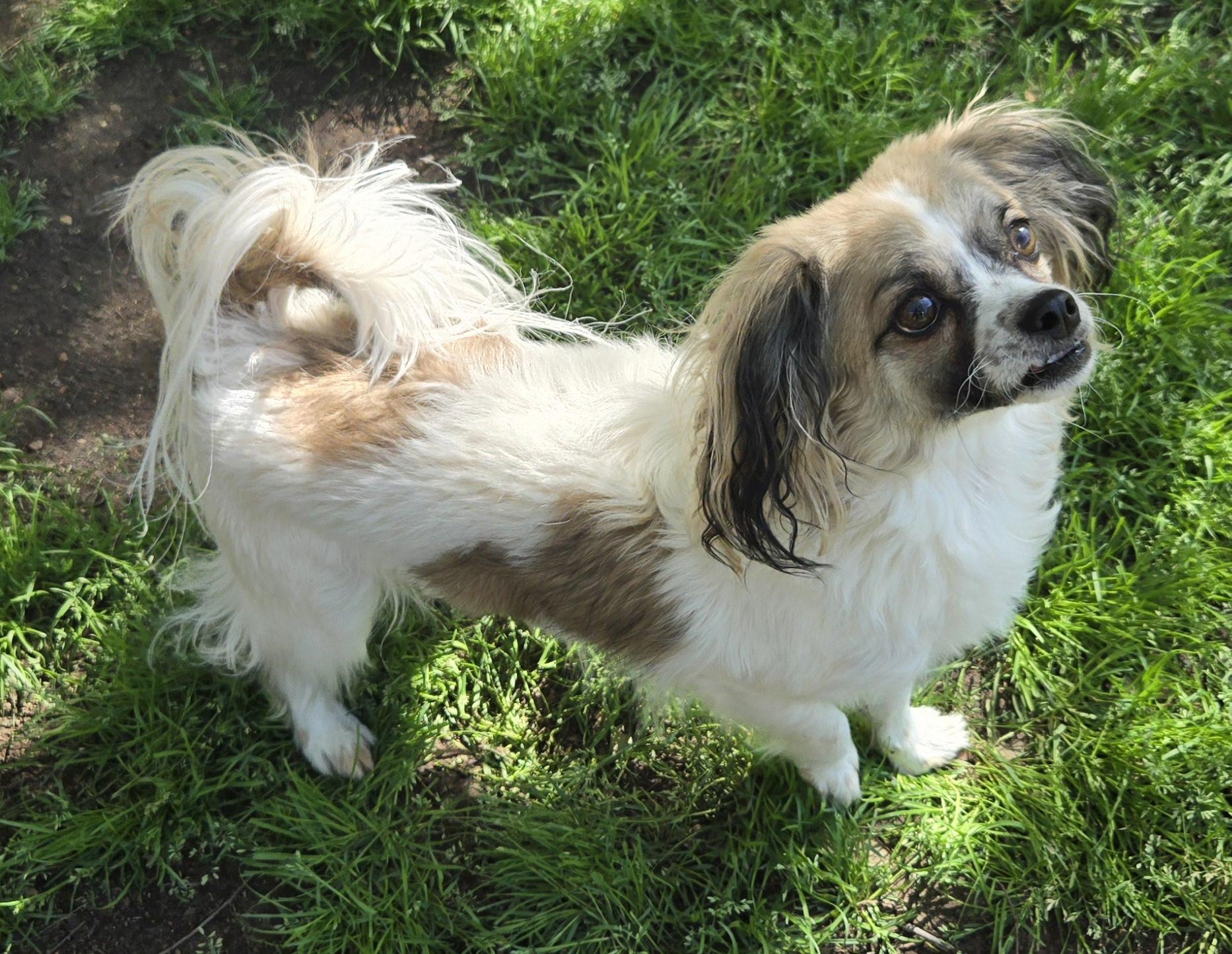 Enlarge Brogan, a Adoptable mixed breed in Grand Prairie, TX image 3/4