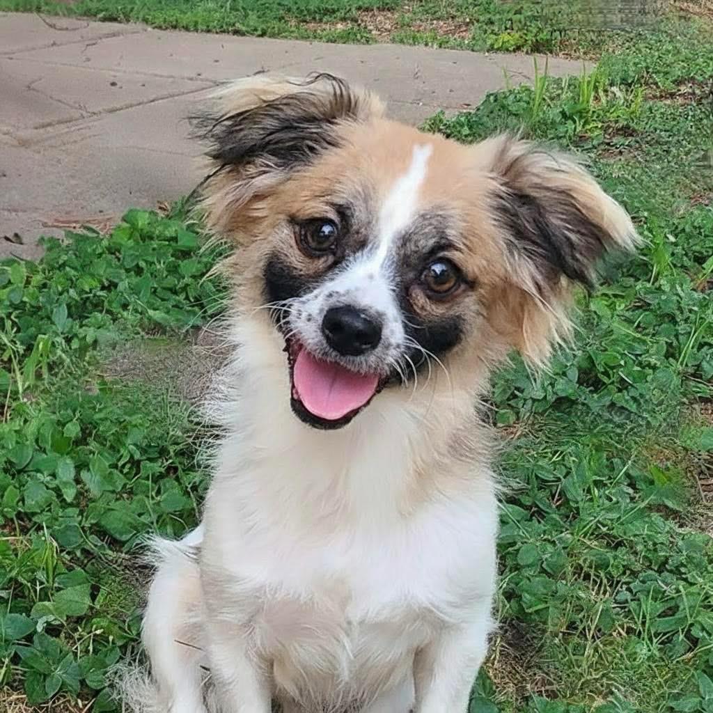 Enlarge Brogan, a Adoptable mixed breed in Grand Prairie, TX image 2/4