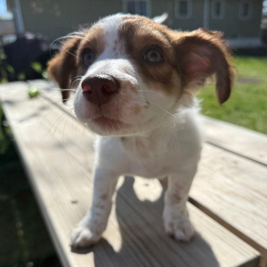 Enlarge Brunswick, a Adoptable mixed breed in Chaska, MN image 2/4