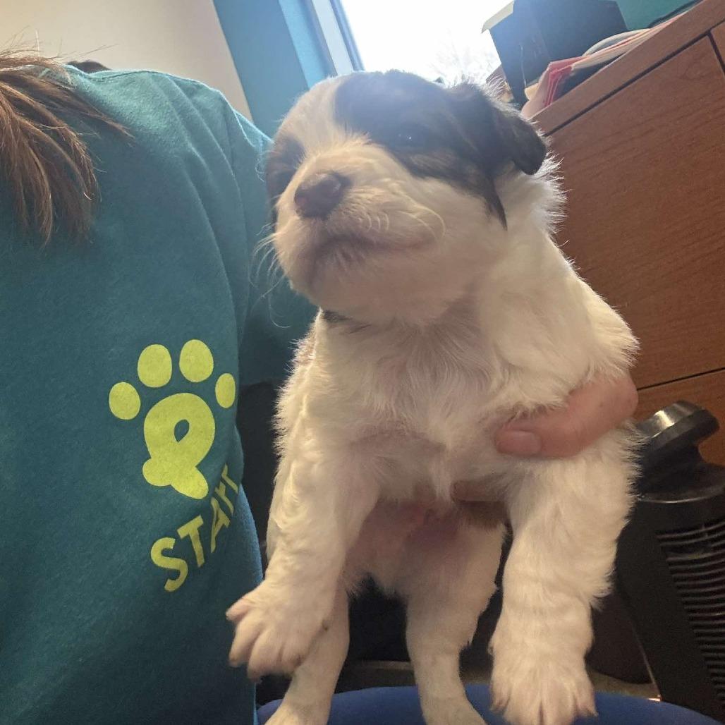 Enlarge Brunswick, a Adoptable mixed breed in Chaska, MN image 4/4