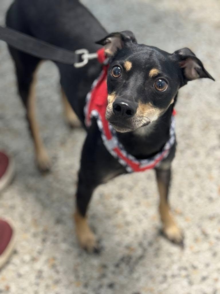 Gary, Adoptable, Adult Male Rat Terrier & Manchester Terrier.