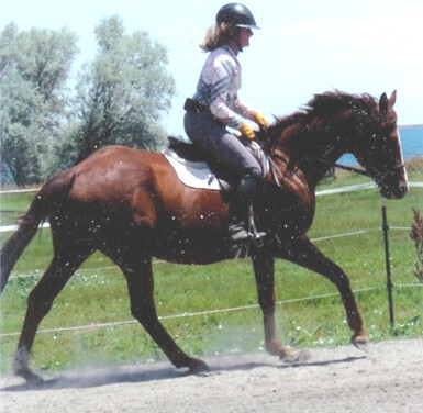 Lexi, a Adoptable Thoroughbred in Arvada, CO image 1/4