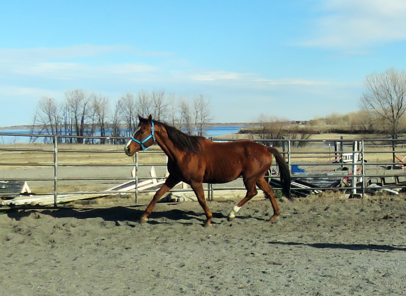 Lexi, a Adoptable Thoroughbred in Arvada, CO image 2/4