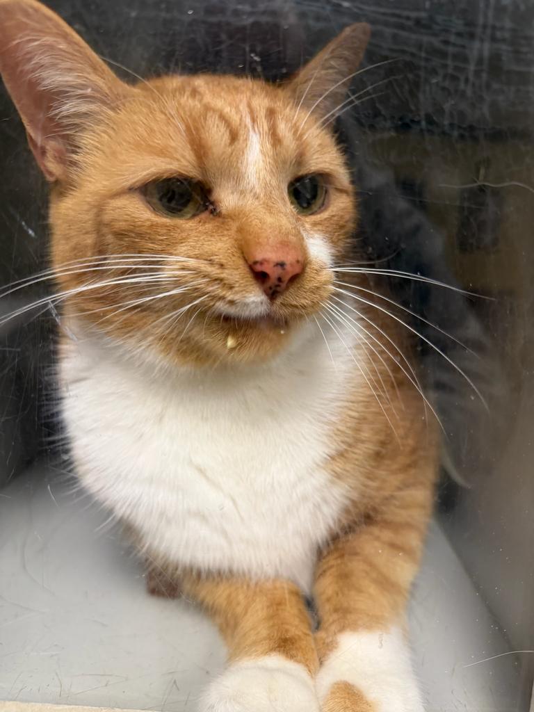 Simba, a Adoptable mixed breed in Greenfield, IN image 1/5
