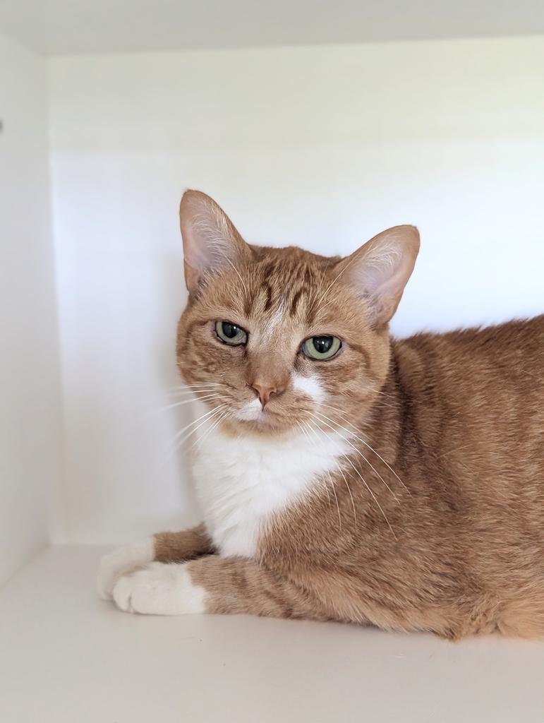 Simba, a Adoptable mixed breed in Greenfield, IN image 2/5