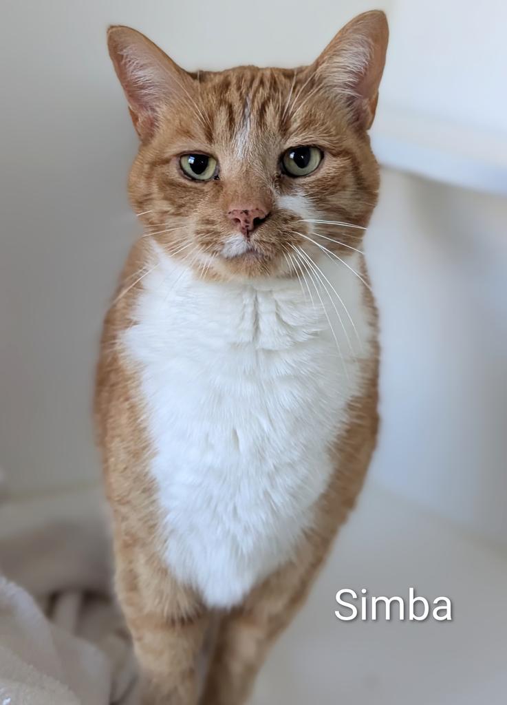Simba, a Adoptable mixed breed in Greenfield, IN image 3/5