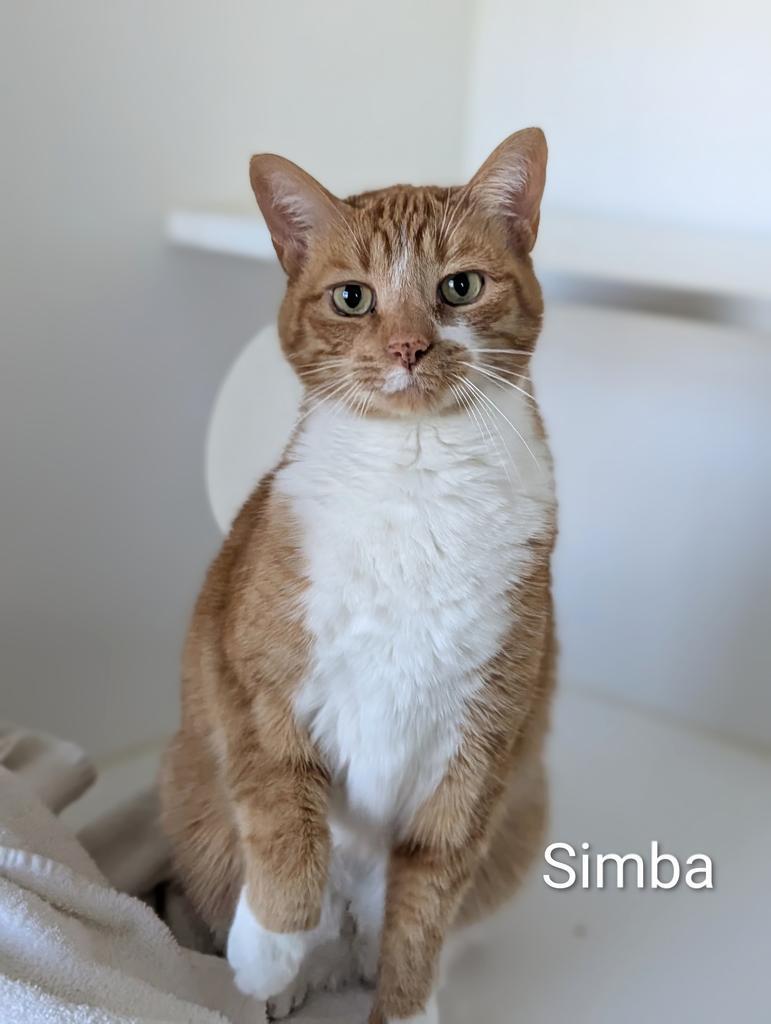 Simba, a Adoptable mixed breed in Greenfield, IN image 4/5