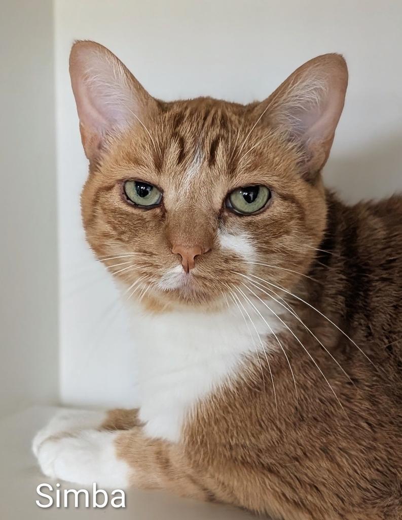 Simba, a Adoptable mixed breed in Greenfield, IN image 5/5