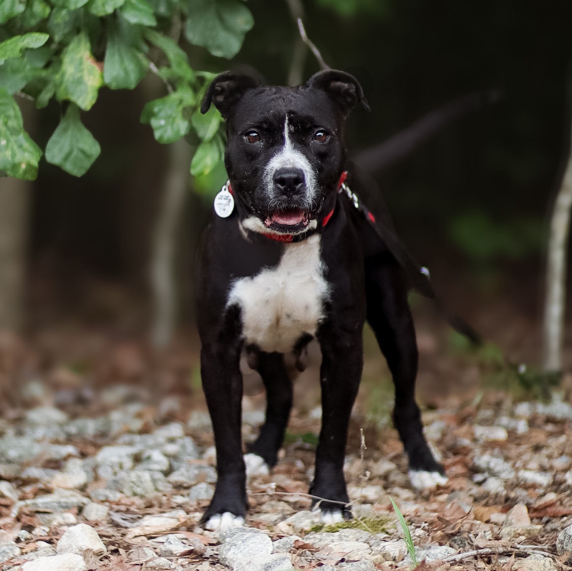 Clarabelle, Adoptable, Adult Female American Bulldog & Staffordshire Bull Terrier.