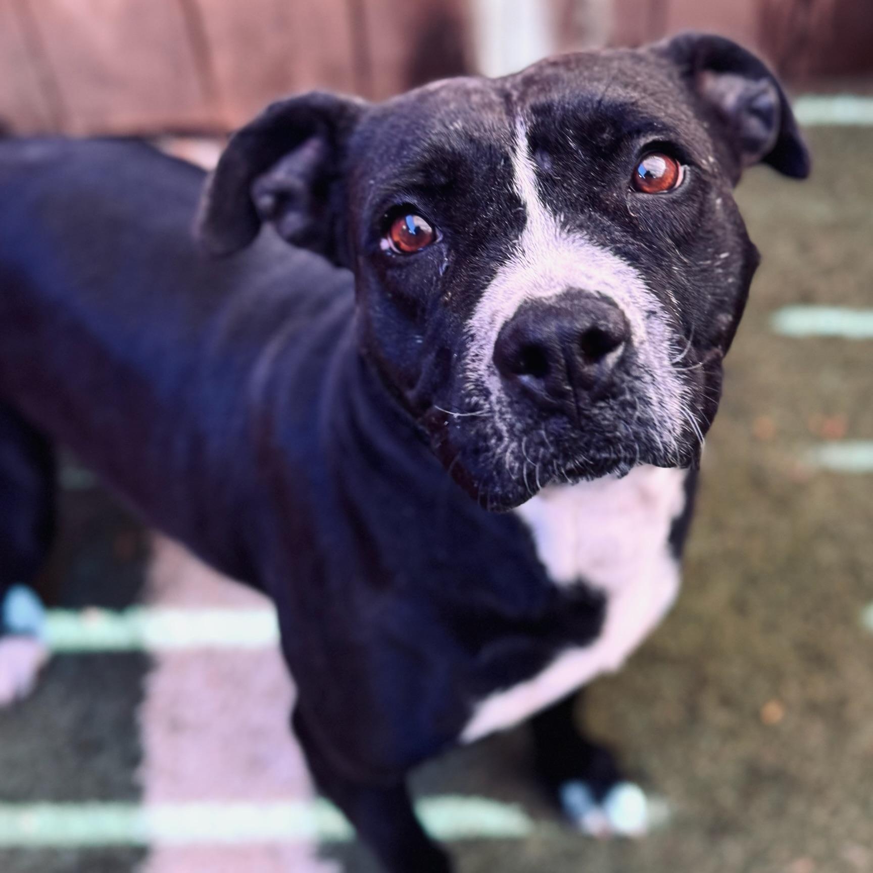 Enlarge Clarabelle, a Adoptable mixed breed in Phenix City, AL image 4/6