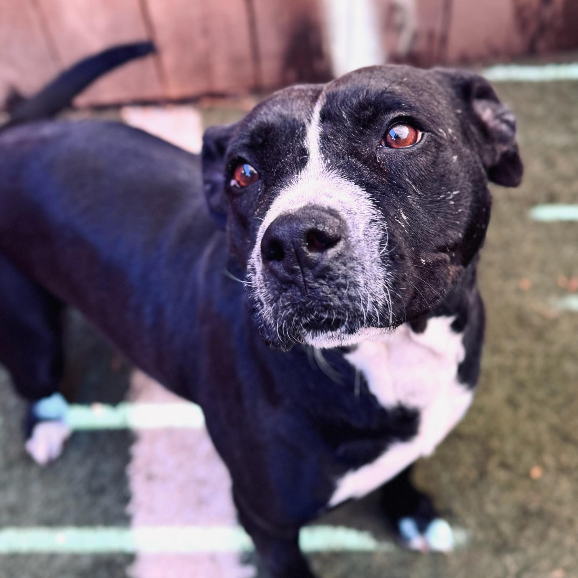 Enlarge Clarabelle, a Adoptable mixed breed in Phenix City, AL image 6/6