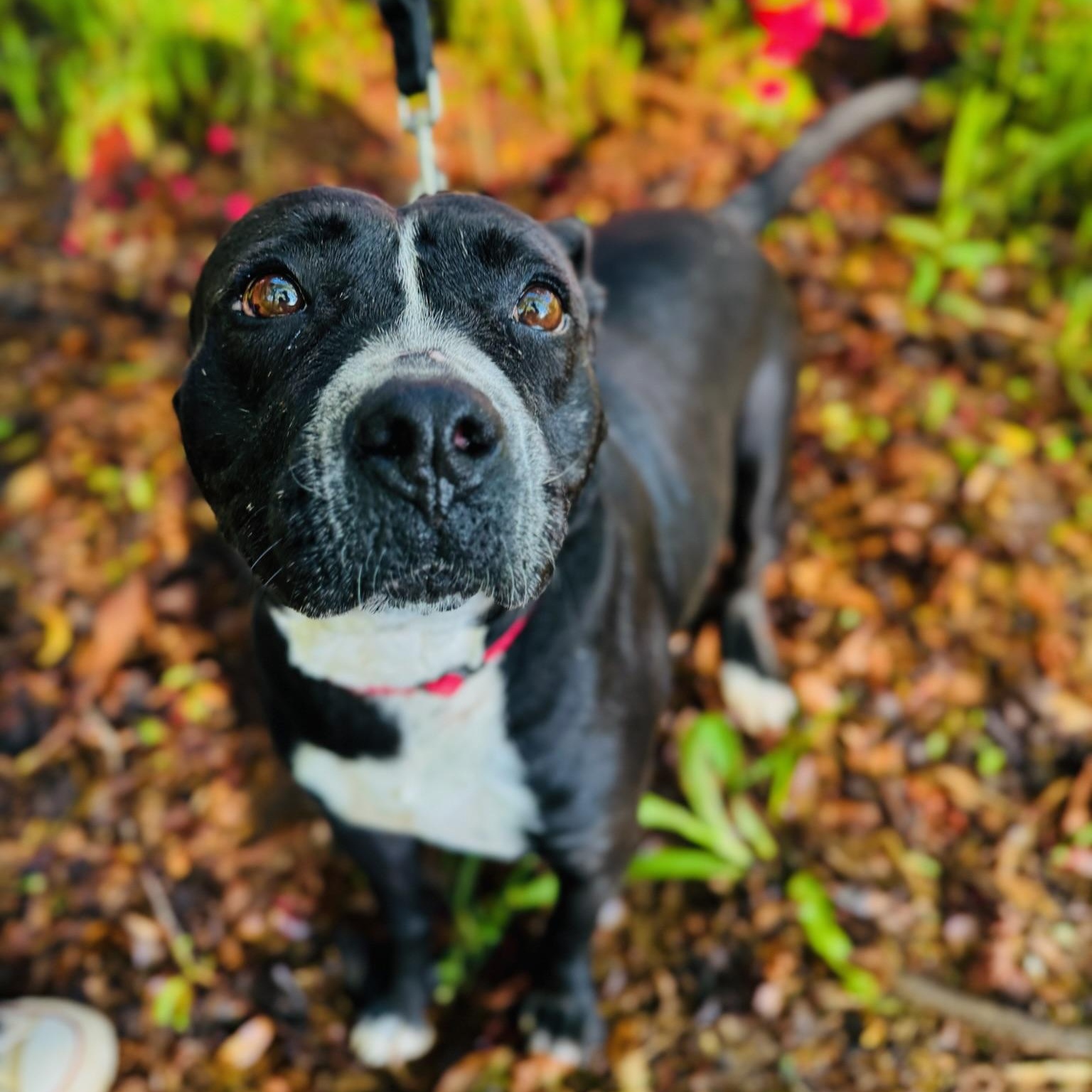 Enlarge Clarabelle, a Adoptable mixed breed in Phenix City, AL image 2/6