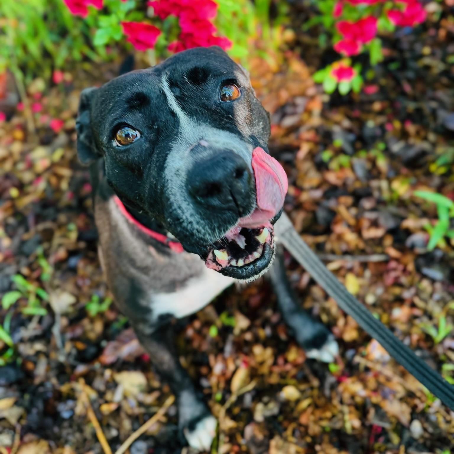 Enlarge Clarabelle, a Adoptable mixed breed in Phenix City, AL image 3/6