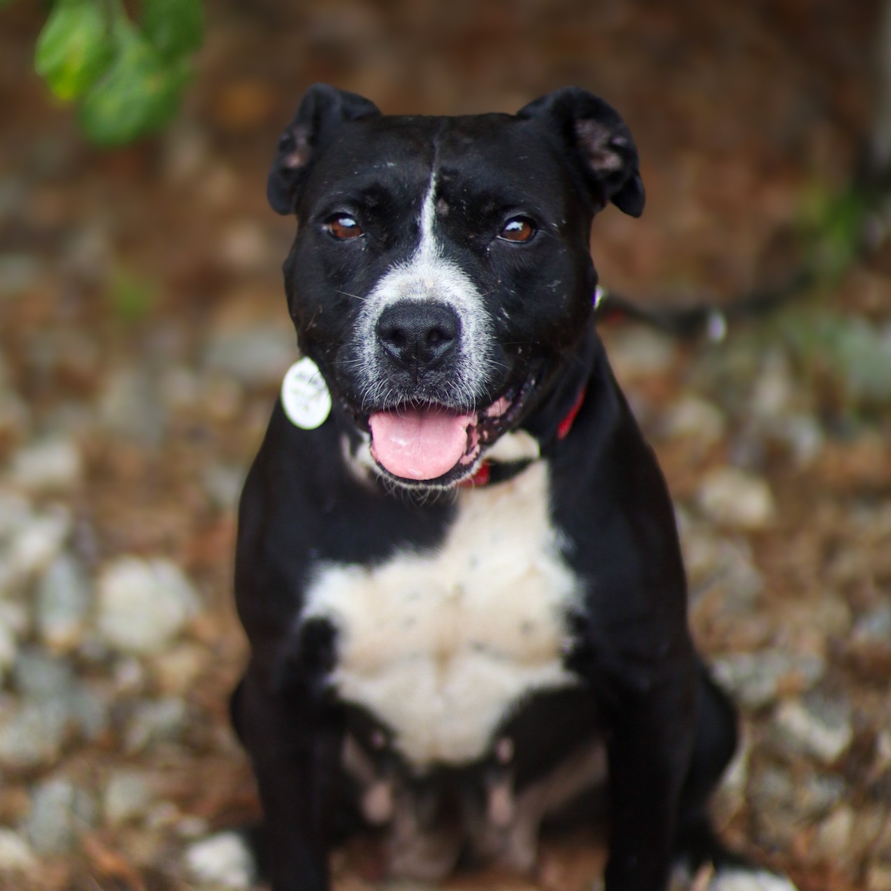 Bulldog Staffy Staffordshire Bull Terrier American Bulldog Mix Lab