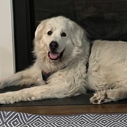 Enlarge Snowball A., a ADOPTABLE Great Pyrenees in Atlanta, GA image 2/6