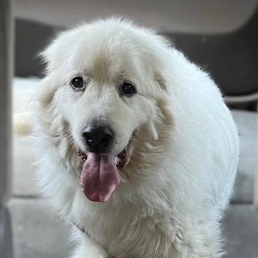 Enlarge Snowball A., a ADOPTABLE Great Pyrenees in Atlanta, GA image 5/6