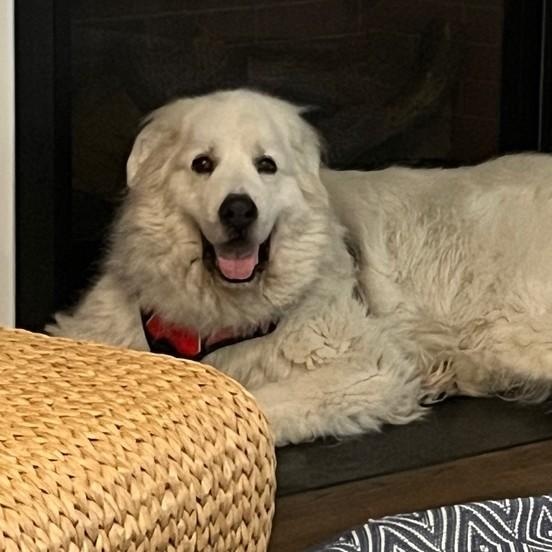 Enlarge Snowball A., a ADOPTABLE Great Pyrenees in Atlanta, GA image 4/6