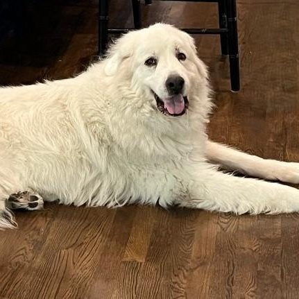 Enlarge Snowball A., a ADOPTABLE Great Pyrenees in Atlanta, GA image 1/6