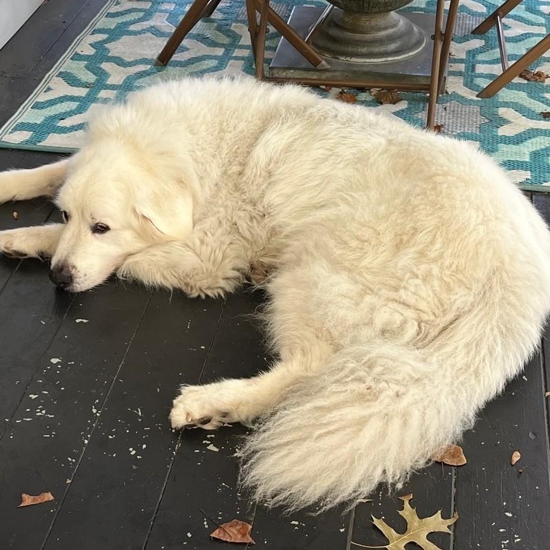 Enlarge Snowball A., a ADOPTABLE Great Pyrenees in Atlanta, GA image 3/6