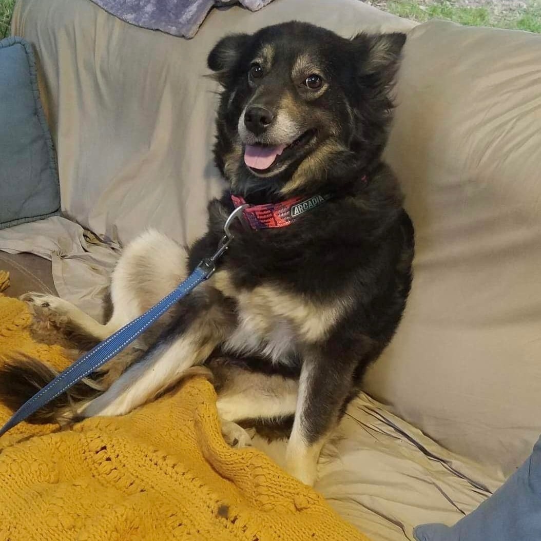 Joey , a Adoptable mixed breed in East Dundee , IL image 1/2