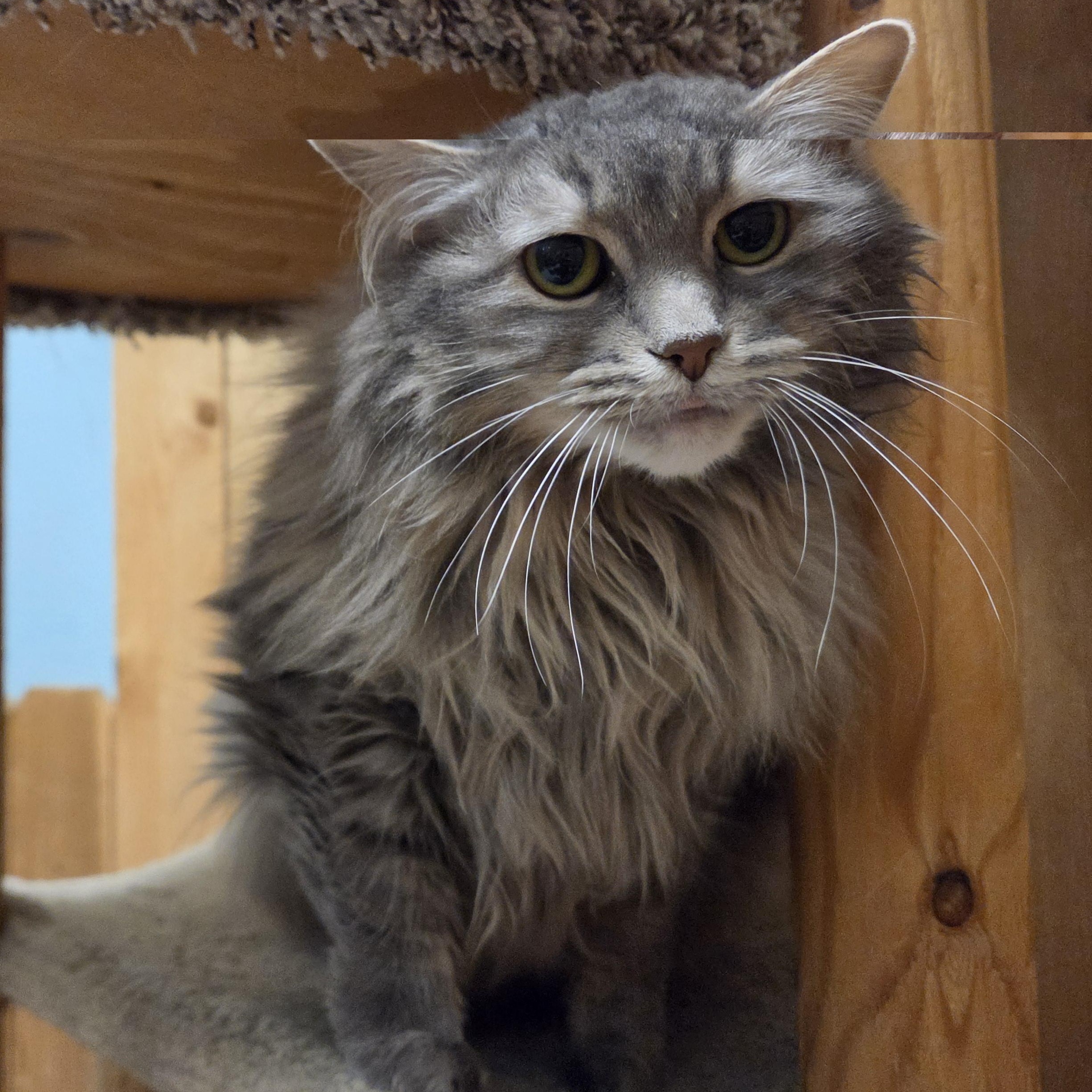 Enlarge Kora, a Adoptable Domestic Long Hair in Spokane, WA image 1/2