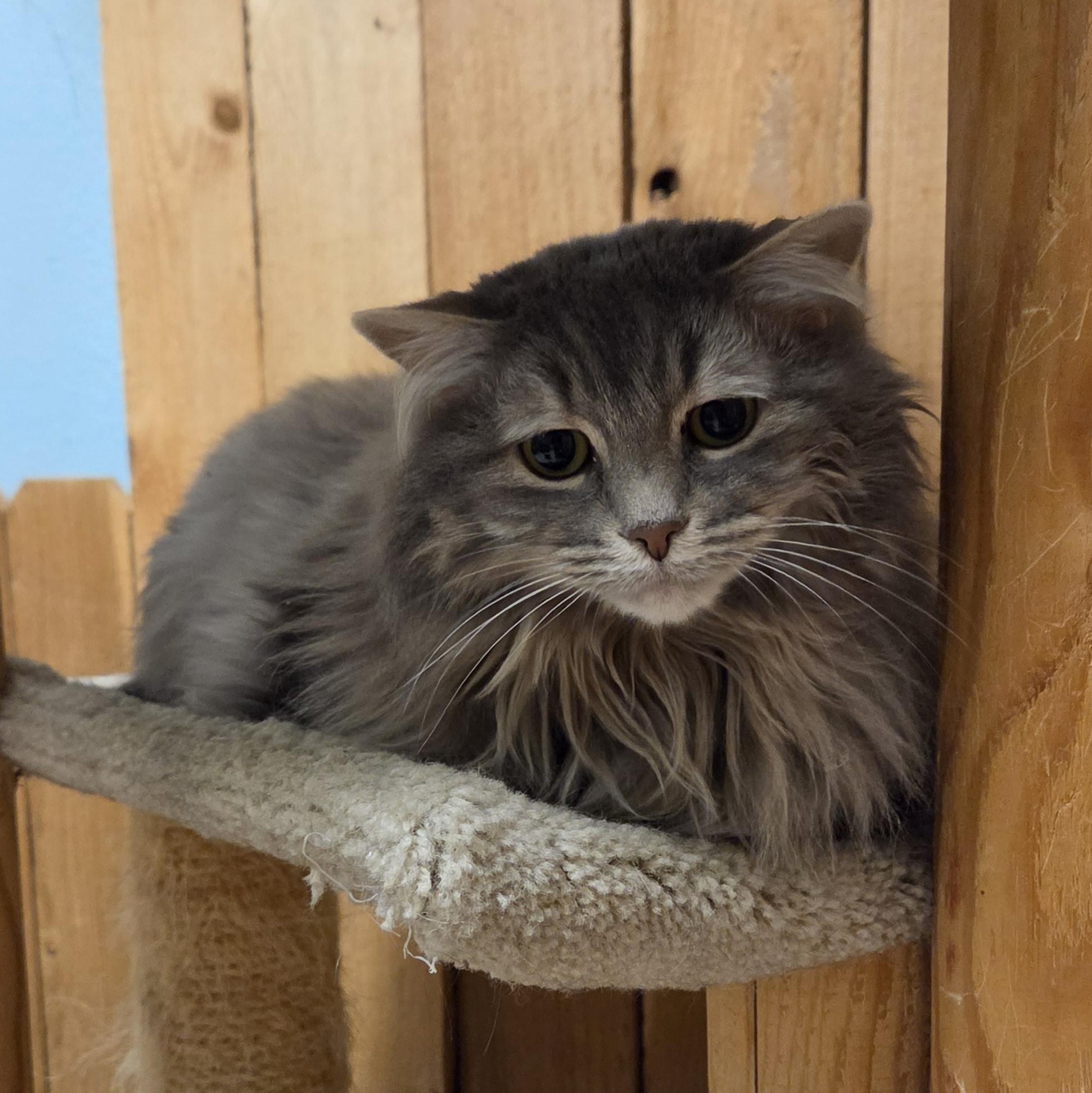 Enlarge Kora, a Adoptable Domestic Long Hair in Spokane, WA image 2/2