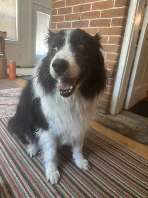 Benny, ADOPTABLE, Senior Male Border Collie.