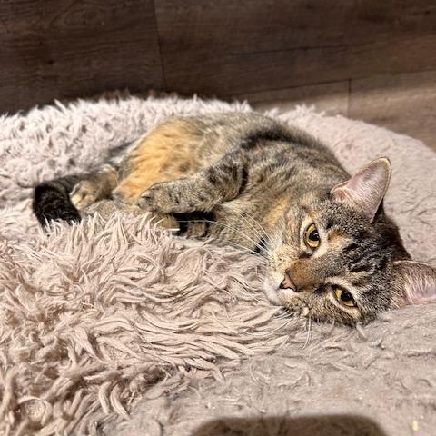 Dolly, Adoptable, Adult Female Domestic Short Hair.