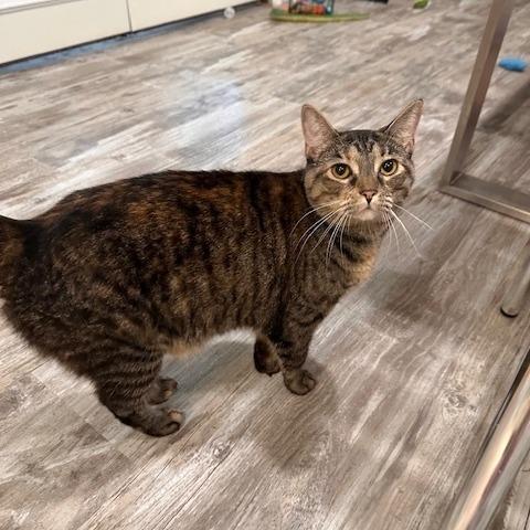 Enlarge Dolly, a Adoptable Domestic Short Hair in Greensburg, PA image 2/2