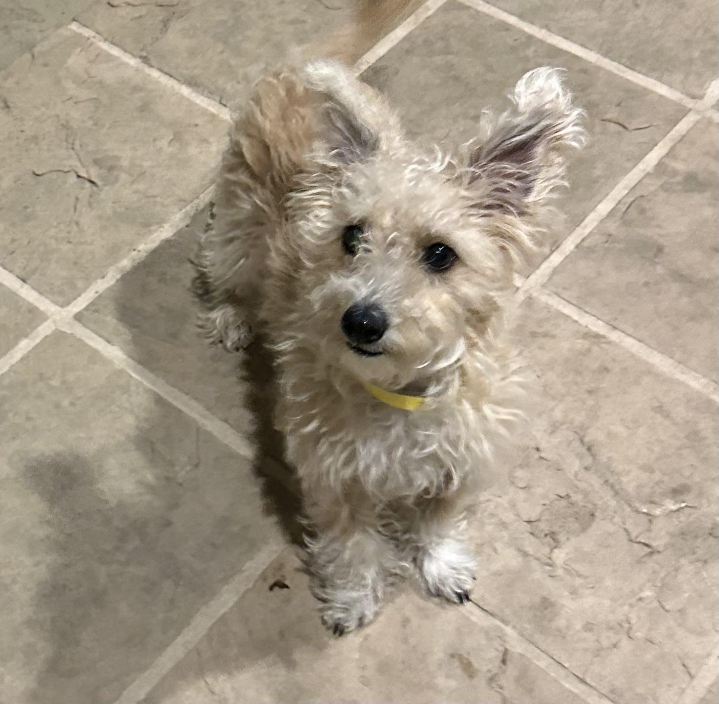 Enlarge Shelly, an adopted mixed breed in Fremont, CA image 1/3