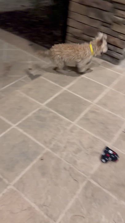 Enlarge Shelly, an adopted mixed breed in Fremont, CA video 3/3