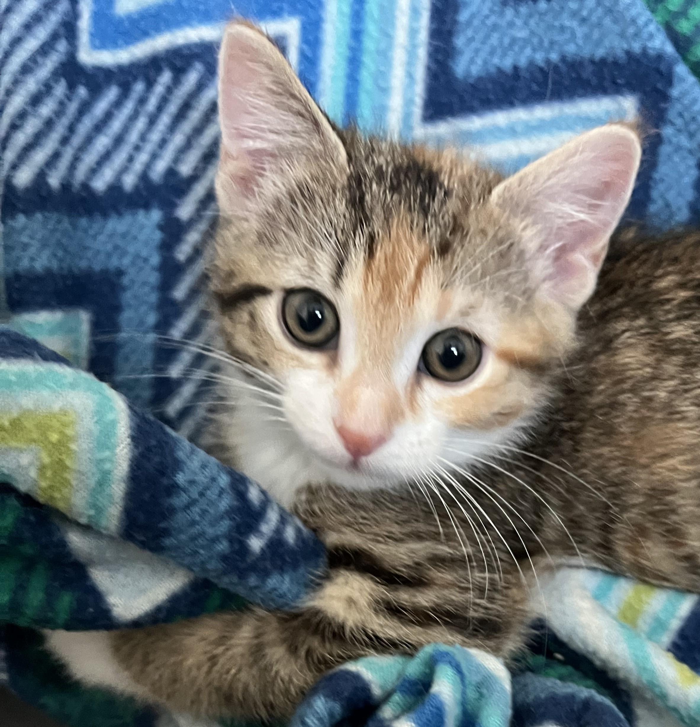 Bon Bon, an adopted Domestic Short Hair in Cedar Rapids, IA image 4/5