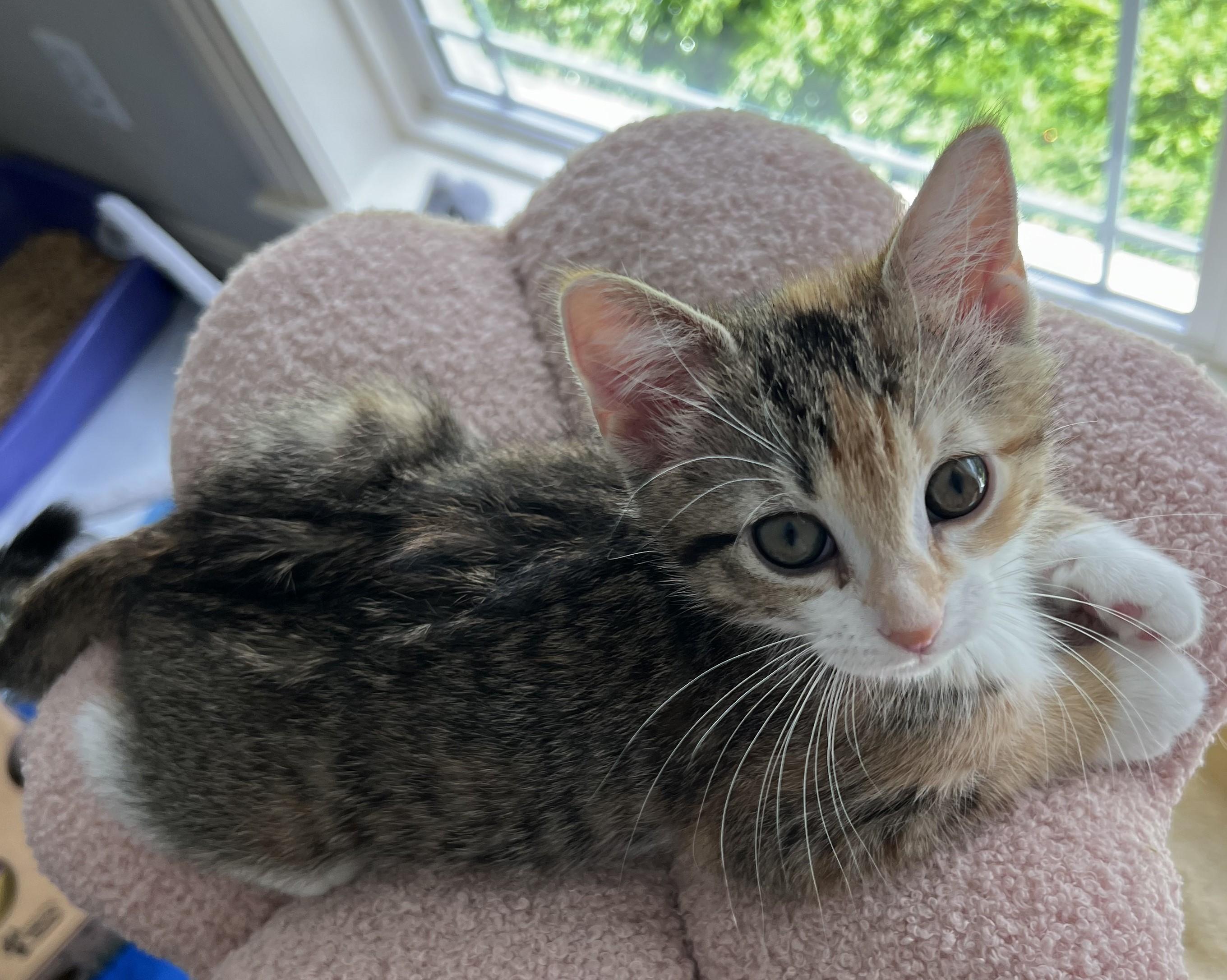 Bon Bon, an adopted Domestic Short Hair in Cedar Rapids, IA image 3/5