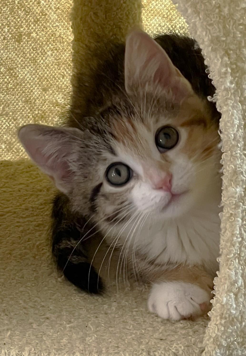 Bon Bon, adopted, Kitten Female Domestic Short Hair.