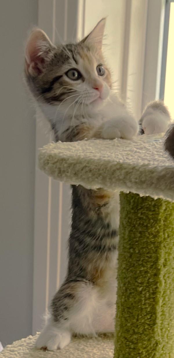 Bon Bon, an adopted Domestic Short Hair in Cedar Rapids, IA image 5/5
