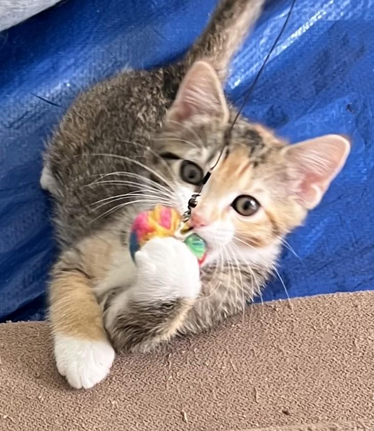 Bon Bon, an adopted Domestic Short Hair in Cedar Rapids, IA image 2/5