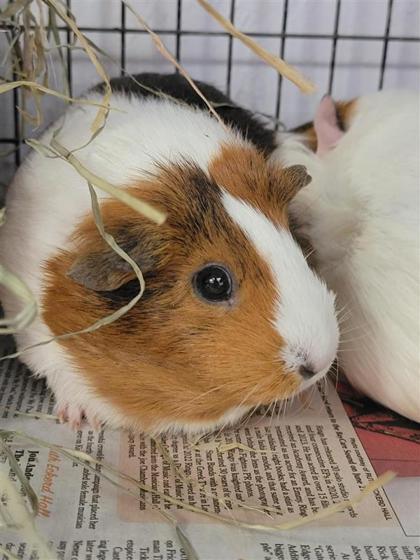 Lofty, Adoptable, Adult Female Guinea Pig.