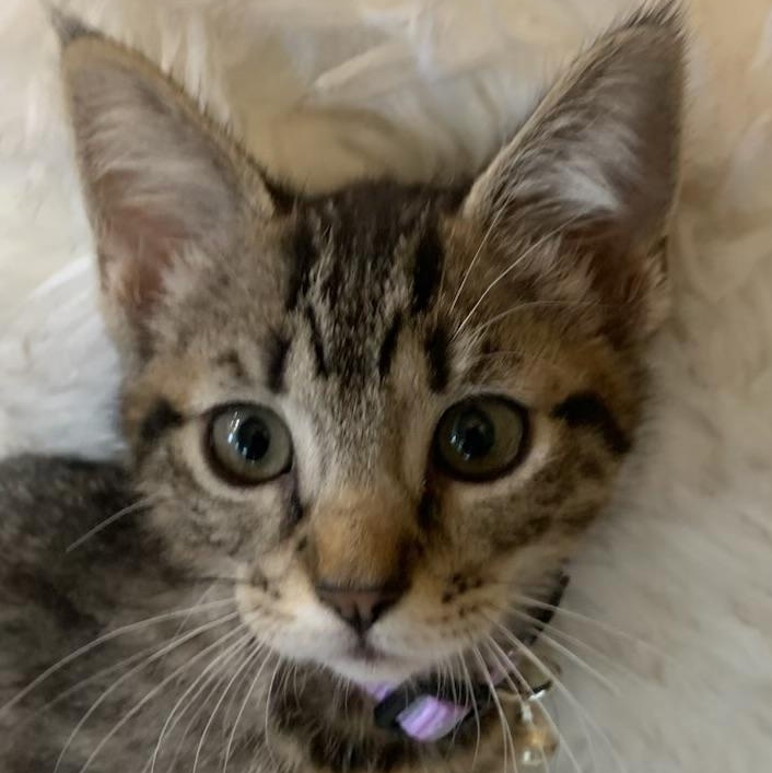 Enlarge Lucy, an adopted Extra-Toes Cat / Hemingway Polydactyl in Pasco, WA image 1/6