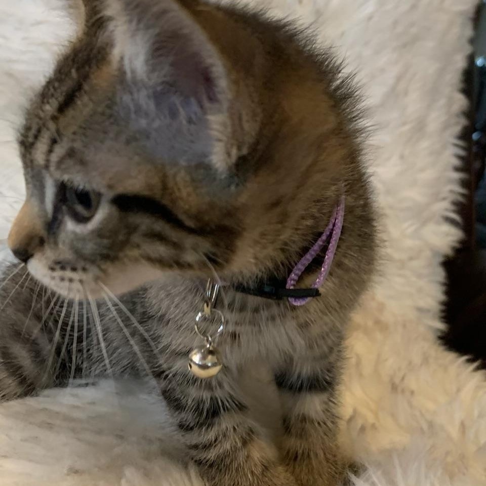 Enlarge Lucy, an adopted Extra-Toes Cat / Hemingway Polydactyl in Pasco, WA image 3/6