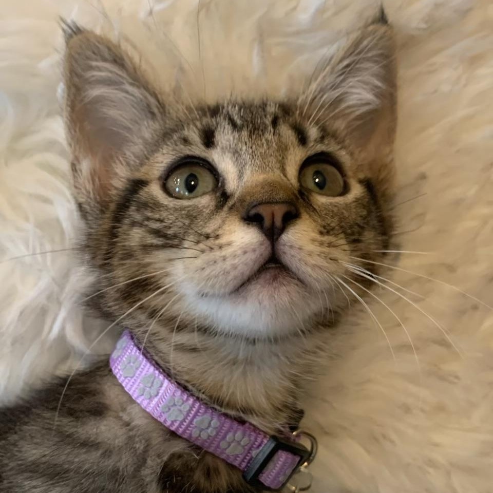 Enlarge Lucy, an adopted Extra-Toes Cat / Hemingway Polydactyl in Pasco, WA image 6/6
