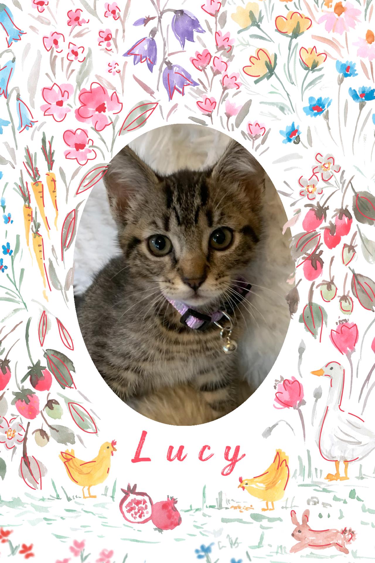 Enlarge Lucy, an adopted Extra-Toes Cat / Hemingway Polydactyl in Pasco, WA image 5/6