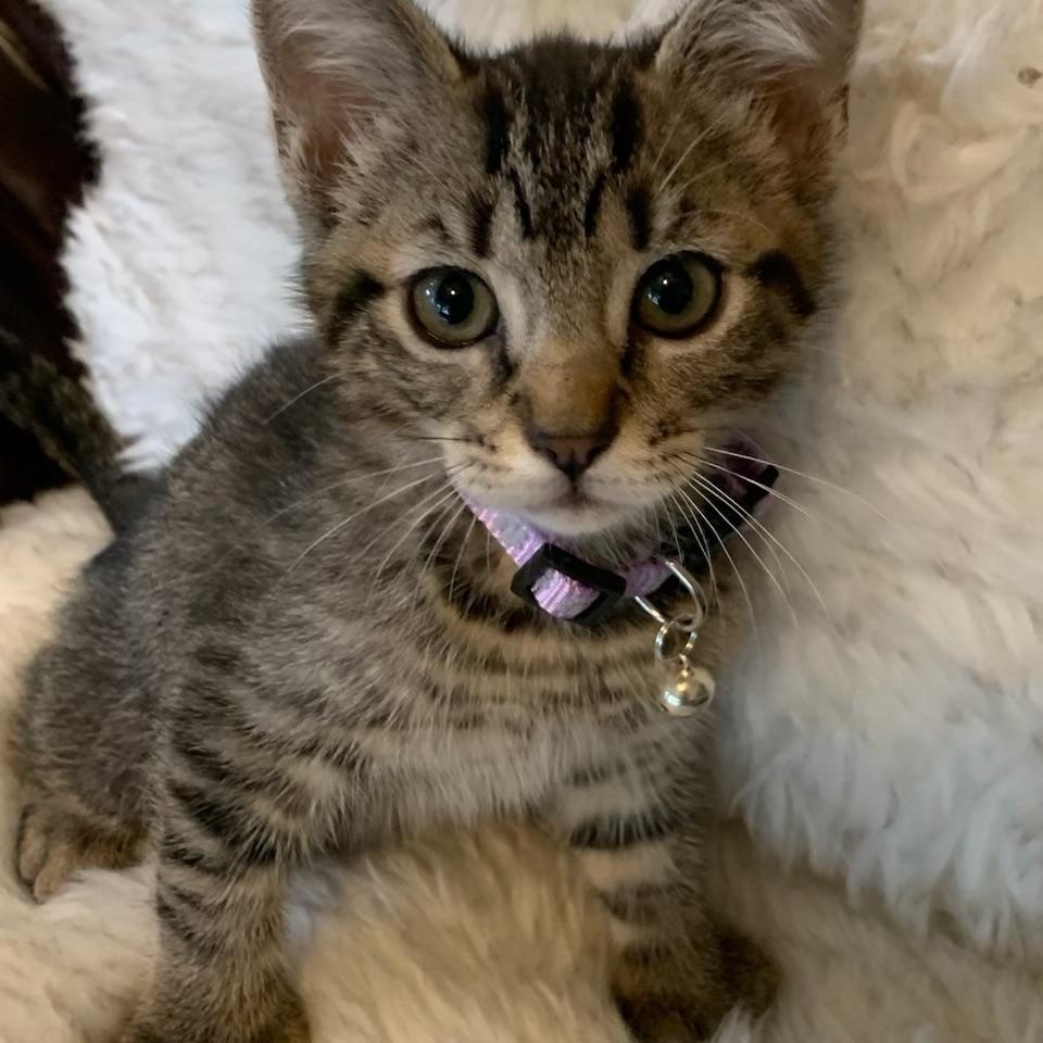 Enlarge Lucy, an adopted Extra-Toes Cat / Hemingway Polydactyl in Pasco, WA image 2/6