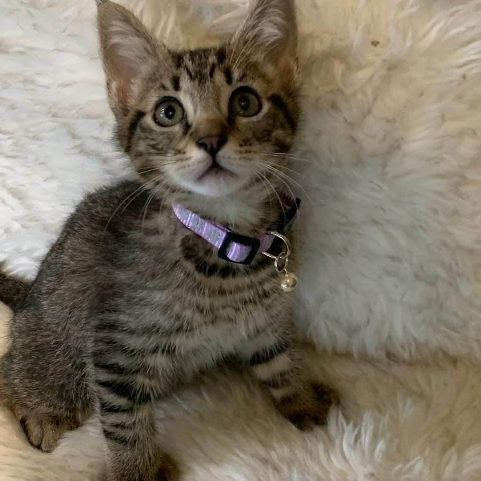 Enlarge Lucy, an adopted Extra-Toes Cat / Hemingway Polydactyl in Pasco, WA image 4/6