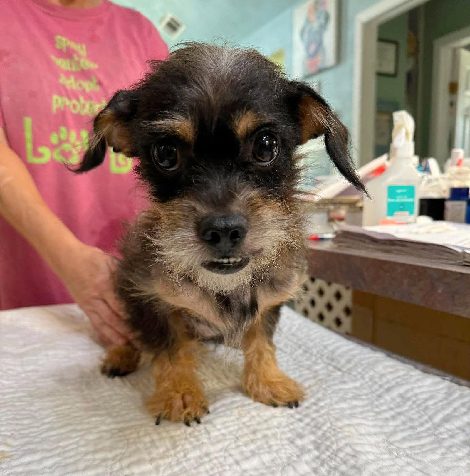 Enlarge Swami (NOT YET AVAILABLE), a Adopted mixed breed in Benton, LA image 1/1
