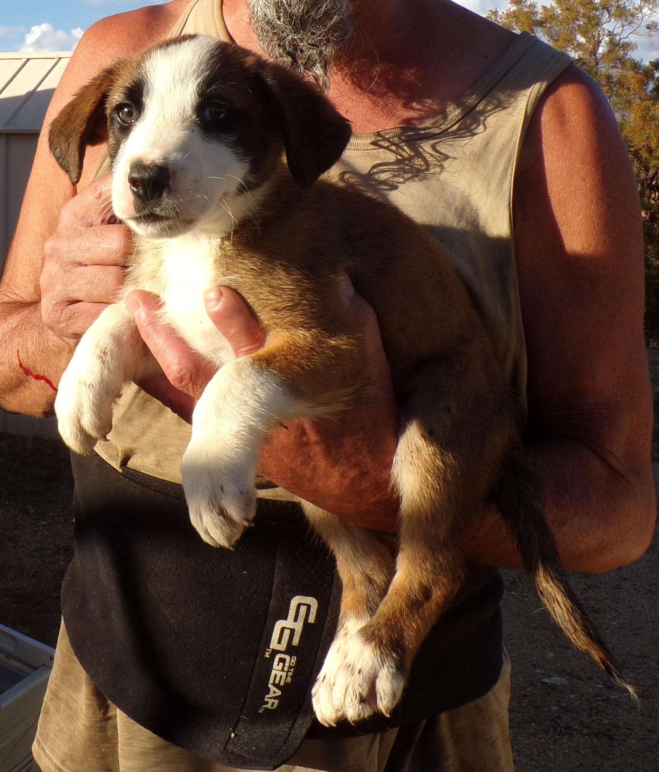 AUSSIE MIX PUPS D, Adoptable, Puppy Male Australian Shepherd & Border Collie.