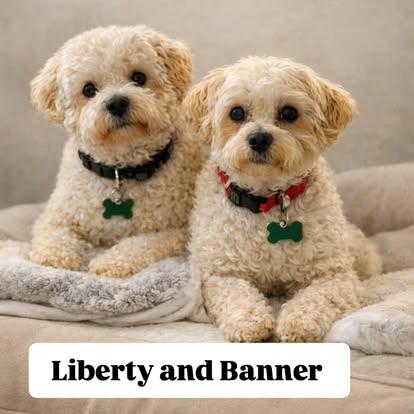 Liberty and Banner (BONDED PAIR), Adoptable, Young Female Poodle & Terrier.