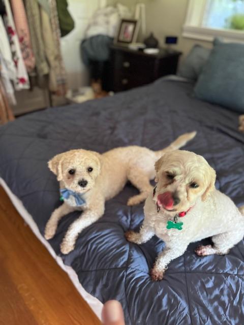 Enlarge Liberty and Banner (BONDED PAIR), a Adoptable mixed breed in Miami, FL image 2/6