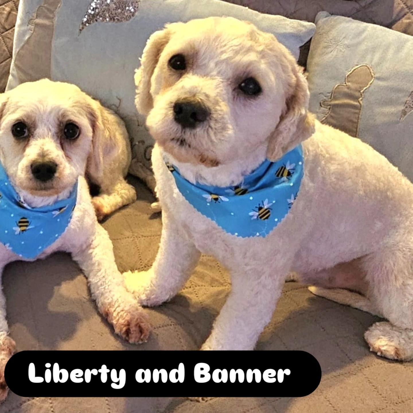 Enlarge Liberty and Banner (BONDED PAIR), a Adoptable mixed breed in Miami, FL image 5/6