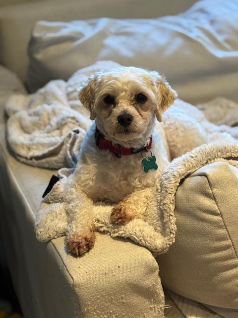 Enlarge Liberty and Banner (BONDED PAIR), a Adoptable mixed breed in Miami, FL image 3/6