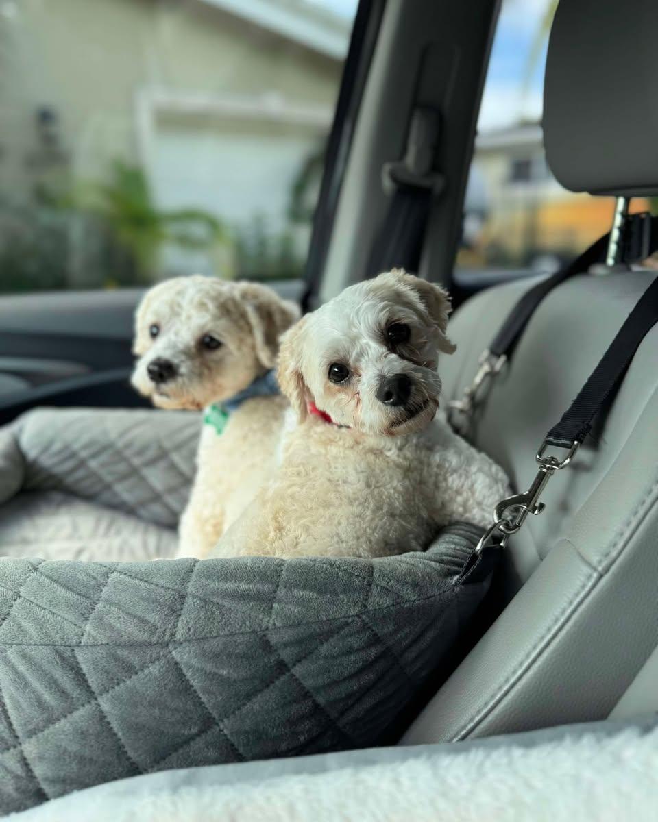 Enlarge Liberty and Banner (BONDED PAIR), a Adoptable mixed breed in Miami, FL image 1/6